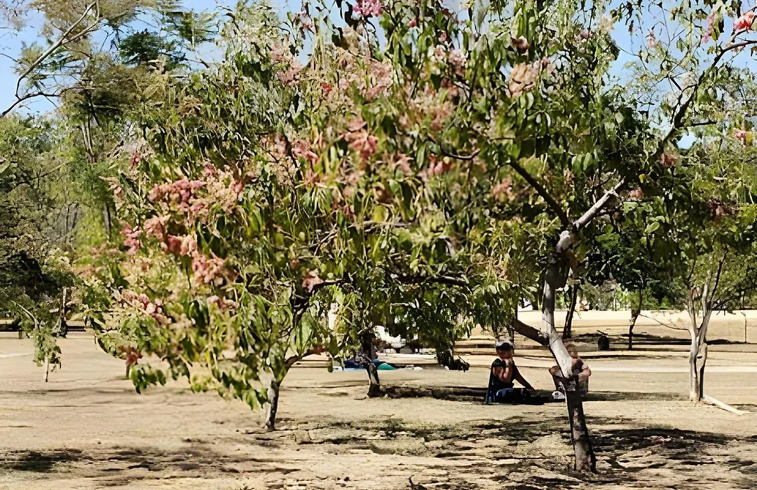 Sudoeste, Home Office, Vaga Coberta E Local Nota10-1